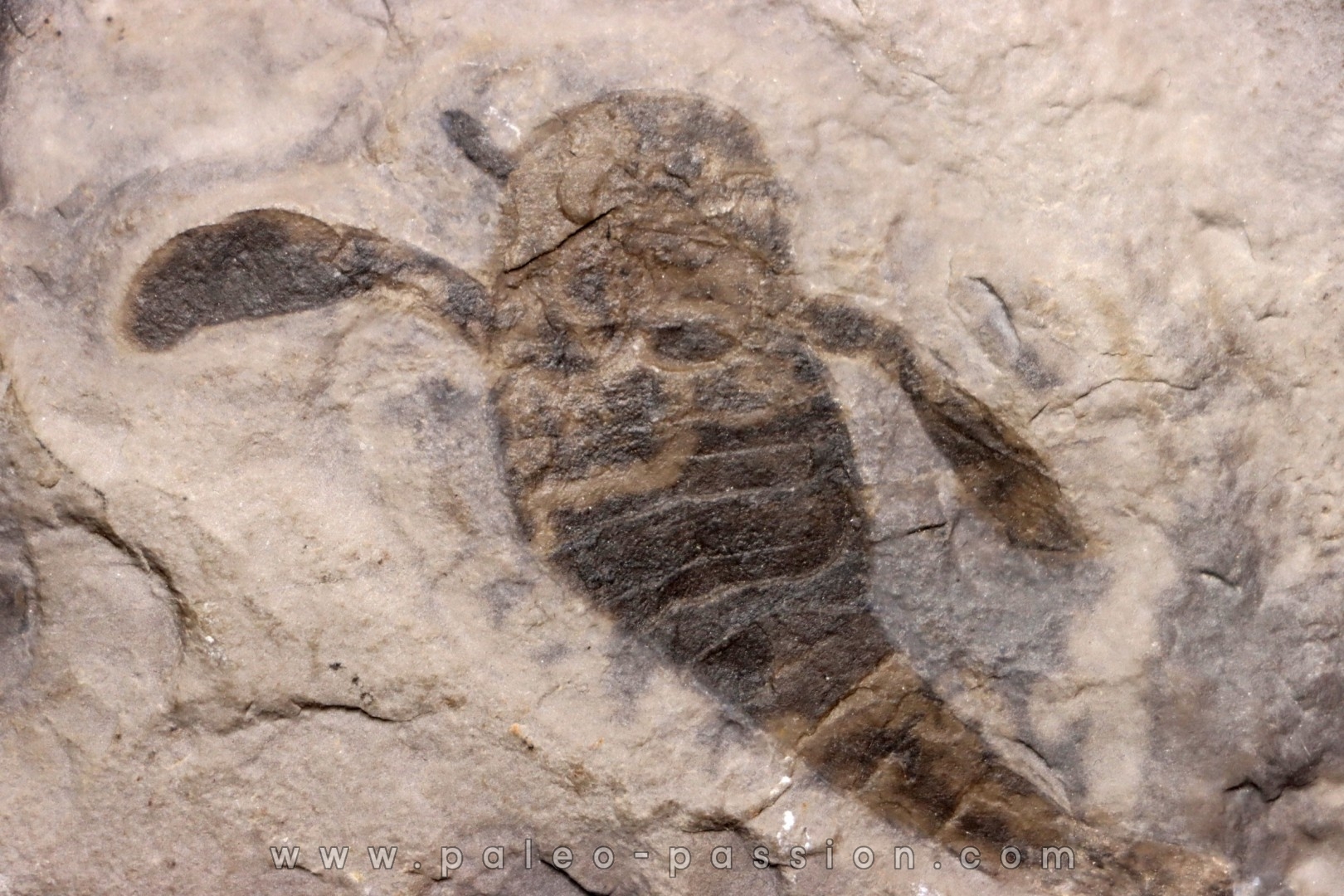 EURYPTERUS REMIPES - Silurien - Fiddler's Green FMT - Herkimer County, NY – USA