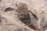 EURYPTERUS REMIPES - Silurien - Fiddler's Green FMT - Herkimer County, NY – USA