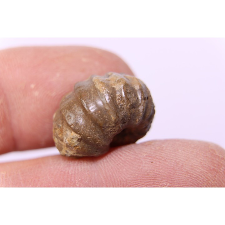 rare salaziceras salazacense - Albian  - Penzesgyor, HUNGARY