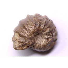 RARE salaziceras salazacense - Albien - Penzesgyor, Hongrie