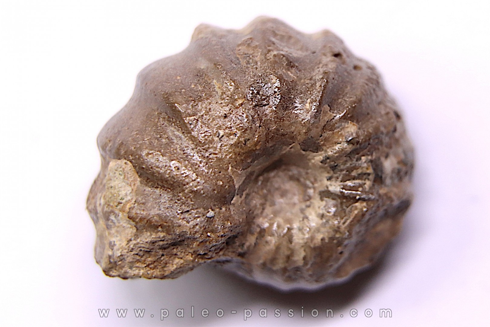 rare salaziceras salazacense - Albian - Penzesgyor, HUNGARY