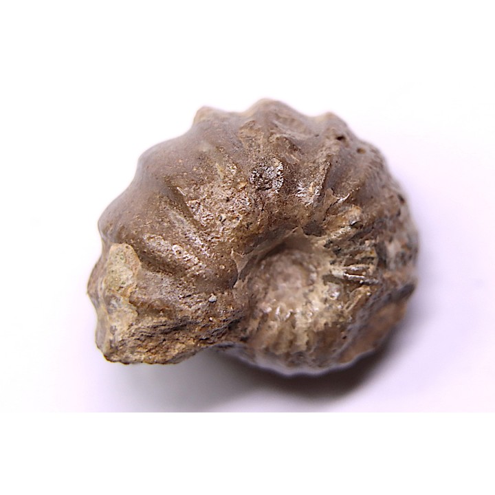 rare salaziceras salazacense - Albian  - Penzesgyor, HUNGARY