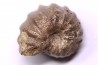 RARE salaziceras salazacense - Albien - Penzesgyor, Hongrie