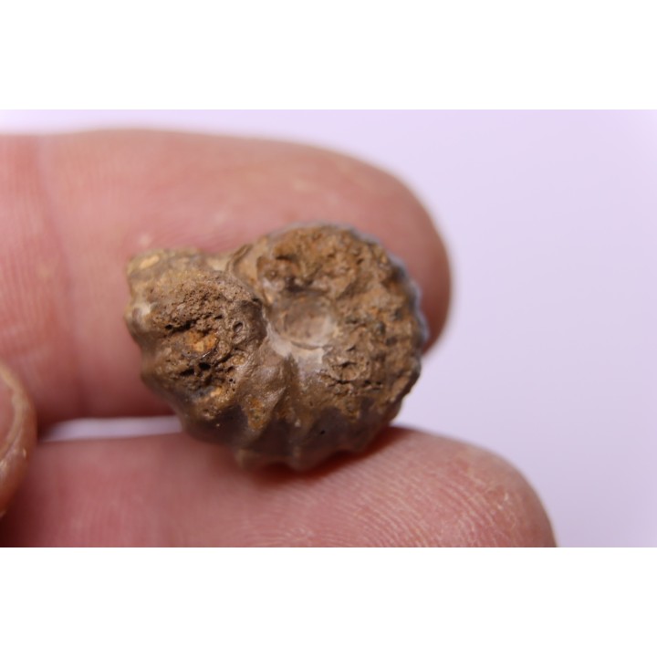 rare salaziceras salazacense - Albian  - Penzesgyor, HUNGARY
