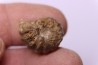 rare salaziceras salazacense - Albian - Penzesgyor, HUNGARY