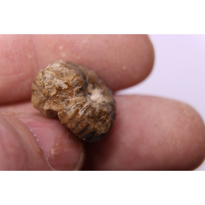 rare salaziceras salazacense - Albian  - Penzesgyor, HUNGARY
