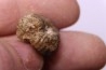 rare salaziceras salazacense - Albian - Penzesgyor, HUNGARY