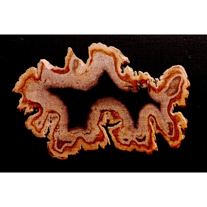 slice of wood   DIPTEROCARPUS  Miocéne  Banten province, Java, Indonesia