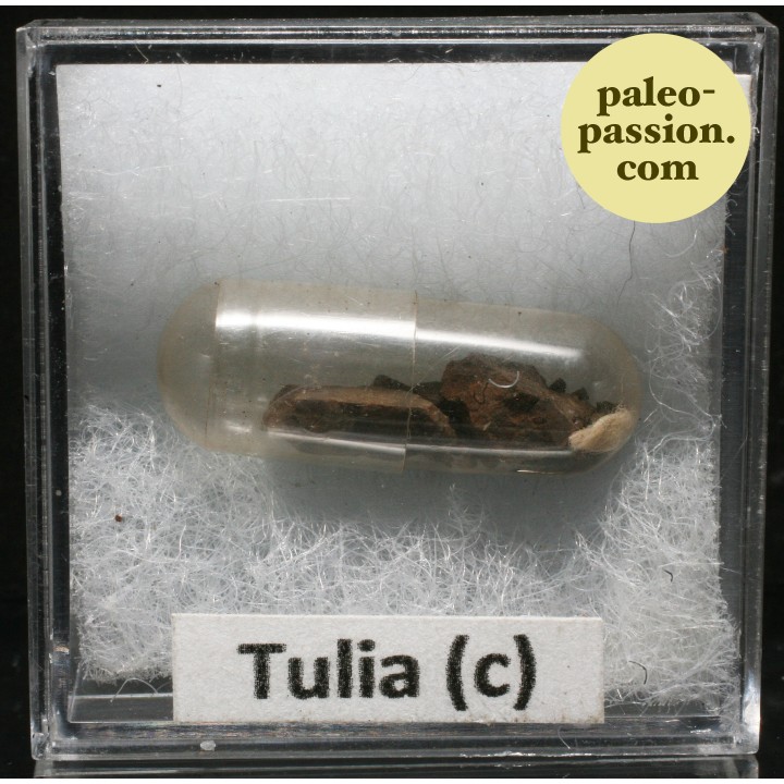 Météorite Octaédrite OBC H5-6 - Tulia c, Texas