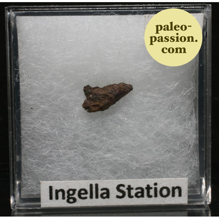 Meteorite Chondrite H5 - Ingella Station, Australia