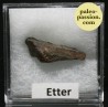 Meteorite Chondrite L5 - Etter, Texas