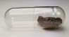 Meteorite Chondrite H4-5 - Carancas, Peru