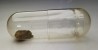 Meteorite Chondrite H6 - Georgetown, Colorado