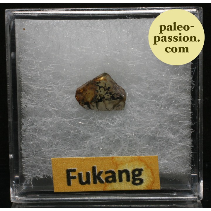 Meteorite Pallasite - Fukang, China