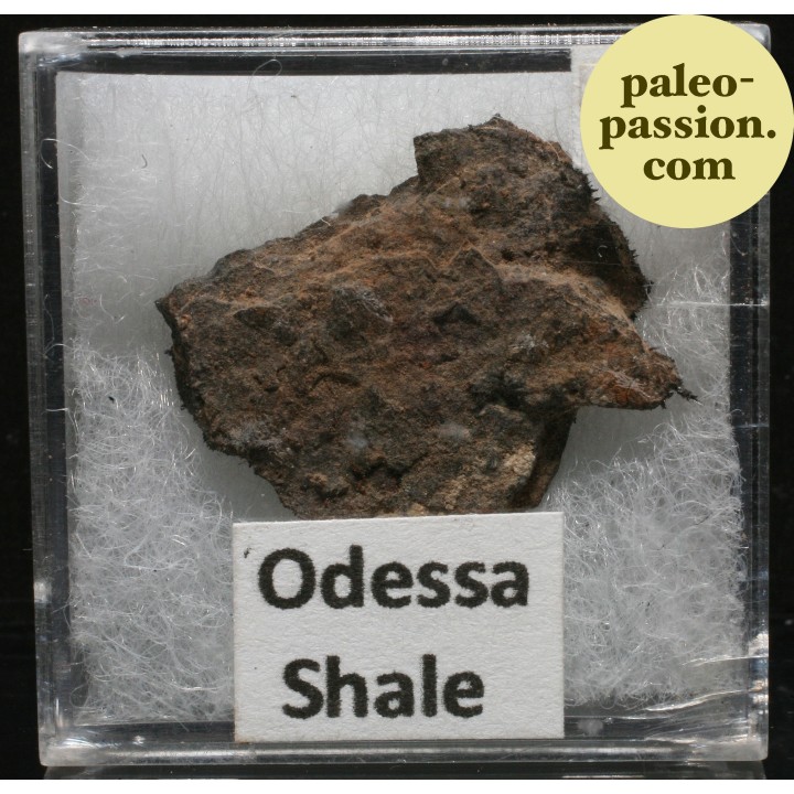 Météorite Octaédrite IAB-MG - Odessa, Texas