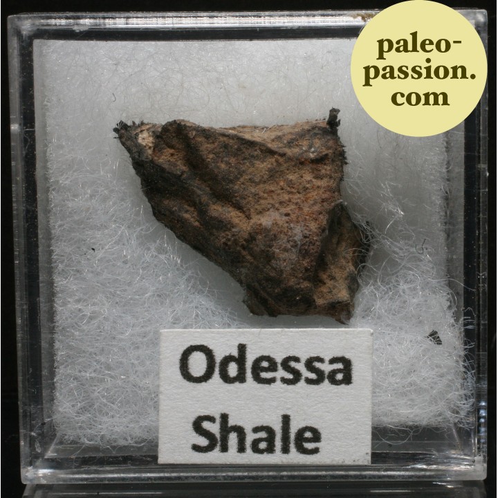 Météorite Octaédrite IAB-MG - Odessa, Texas
