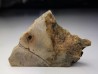 Meteorite Enstatite - Djova 001, Algeria