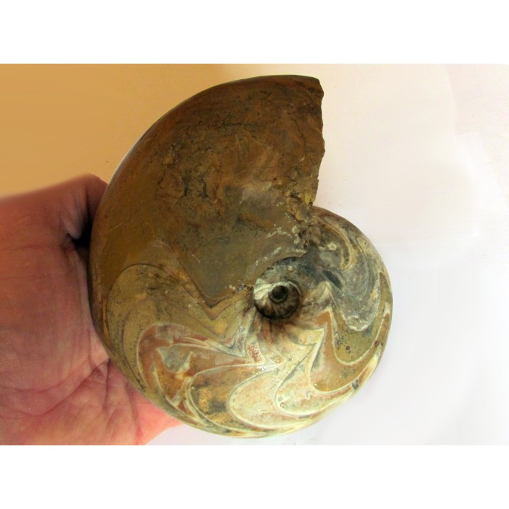 goniatite: MANTICOCERAS SINUOSUM (5)