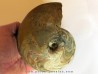 goniatite: MANTICOCERAS SINUOSUM (5)