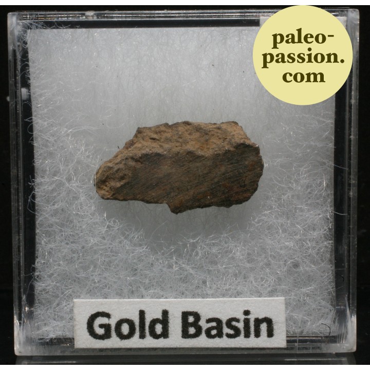 Meteorite Chondrite L4 - Gold Basin, Arizona