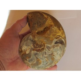 goniatite: MANTICOCERAS SINUOSUM (5)