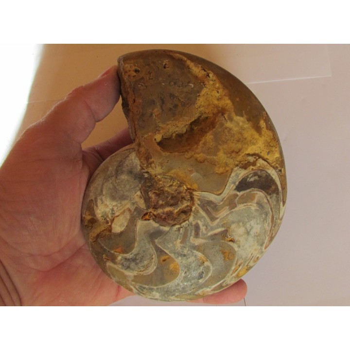 goniatite: MANTICOCERAS SINUOSUM (5)