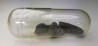 Météorite Chondrite Carbonée CV3 - Allende, Mexique