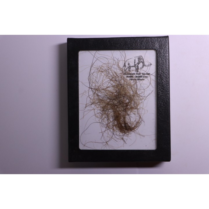 MAMMOTH HAIR from Siberia