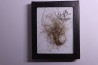 MAMMOTH HAIR from Siberia