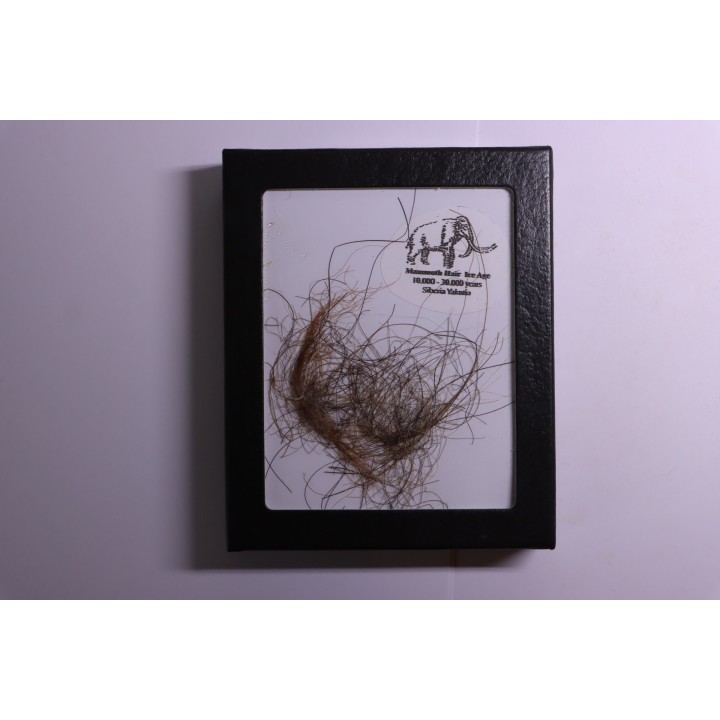 MAMMOTH HAIR from Siberia
