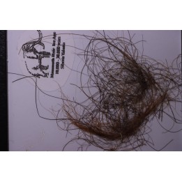 MAMMOTH HAIR from Siberia