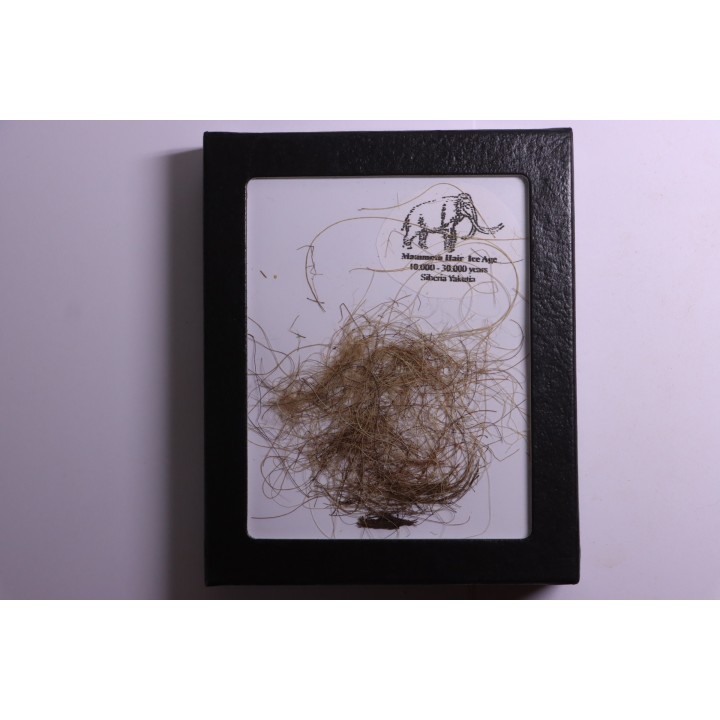 MAMMOTH HAIR from Siberia