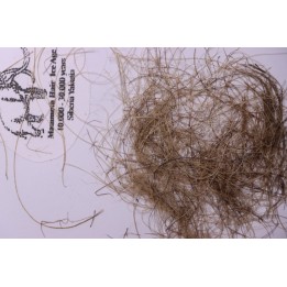 MAMMOTH HAIR from Siberia