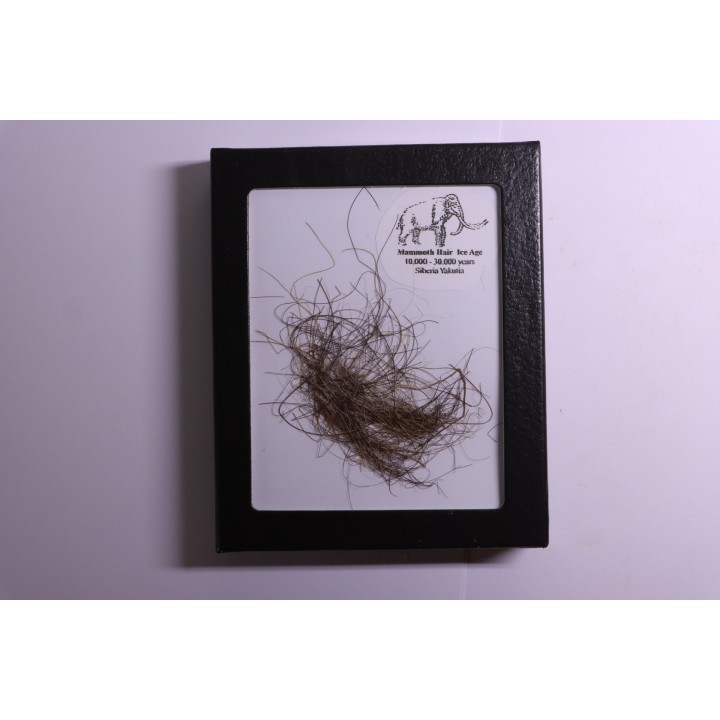 MAMMOTH HAIR from Siberia