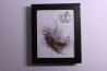 MAMMOTH HAIR from Siberia