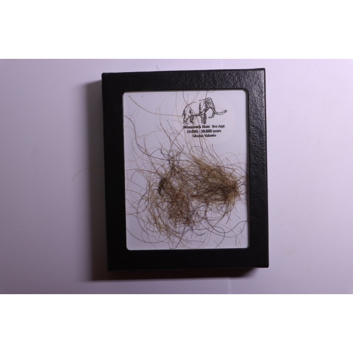 coffret vitré poils de MAMMOUTH de Siberie