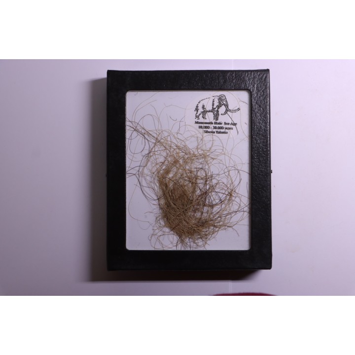 coffret vitré poils de MAMMOUTH de Siberie