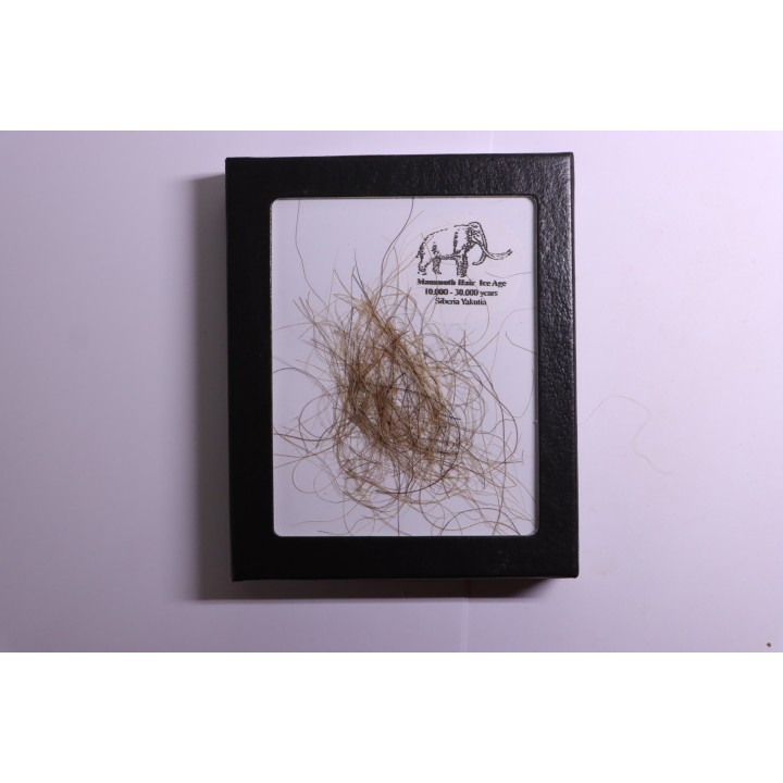 MAMMOTH HAIR from Siberia