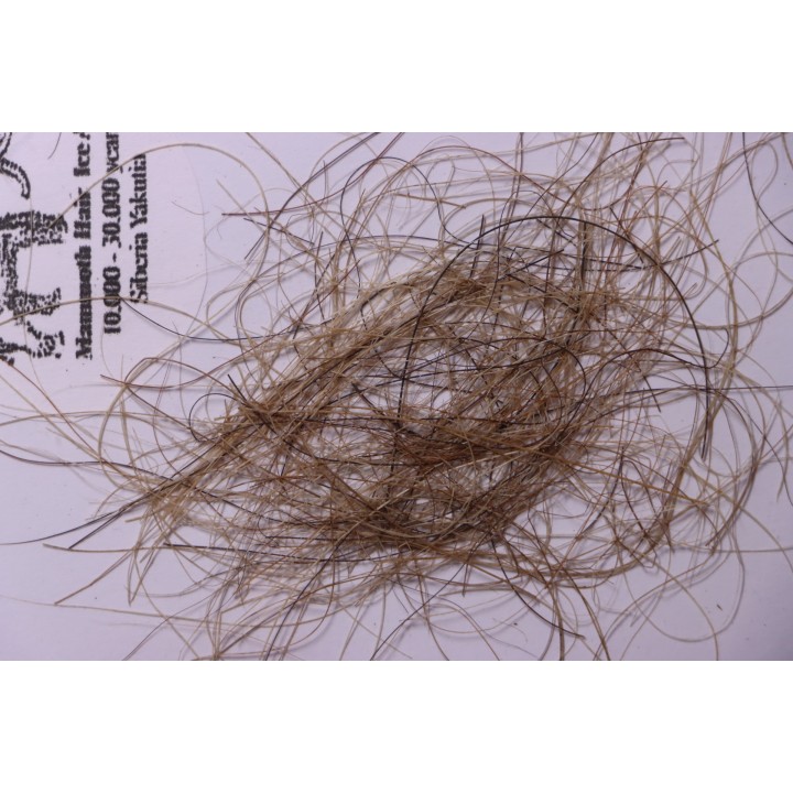 MAMMOTH HAIR from Siberia