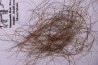 MAMMOTH HAIR from Siberia