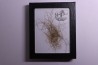MAMMOTH HAIR from Siberia