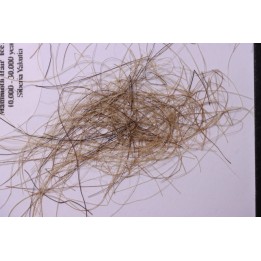MAMMOTH HAIR from Siberia