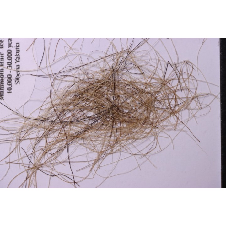 MAMMOTH HAIR from Siberia