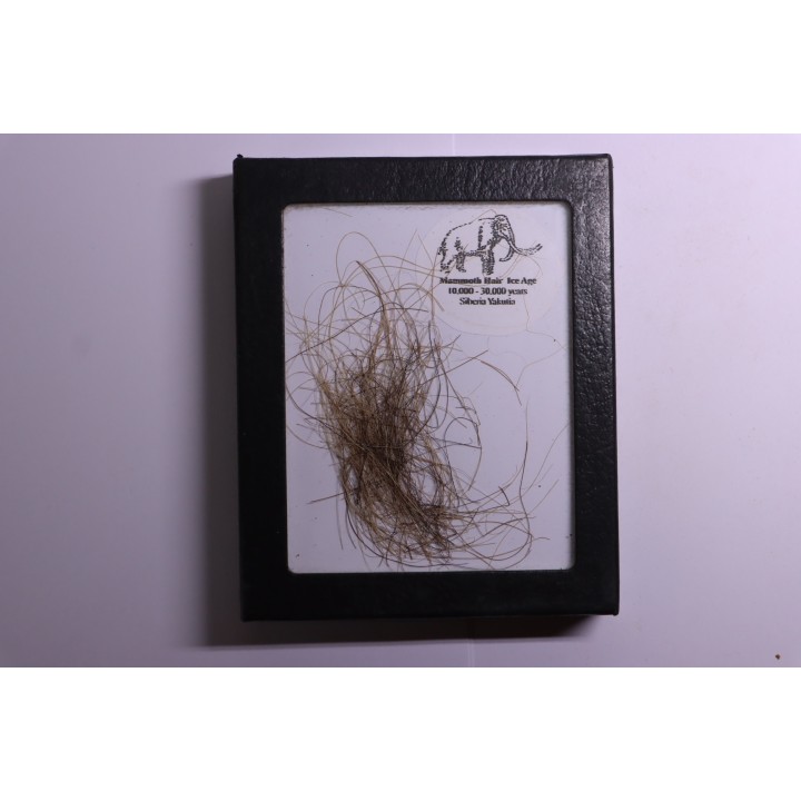 coffret vitré poils de MAMMOUTH de Siberie