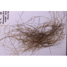 MAMMOTH HAIR from Siberia