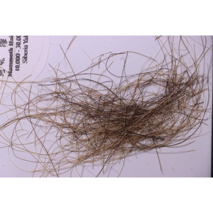MAMMOTH HAIR from Siberia