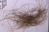 MAMMOTH HAIR from Siberia