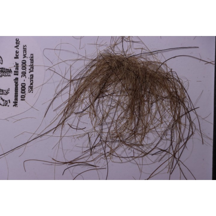 MAMMOTH HAIR from Siberia
