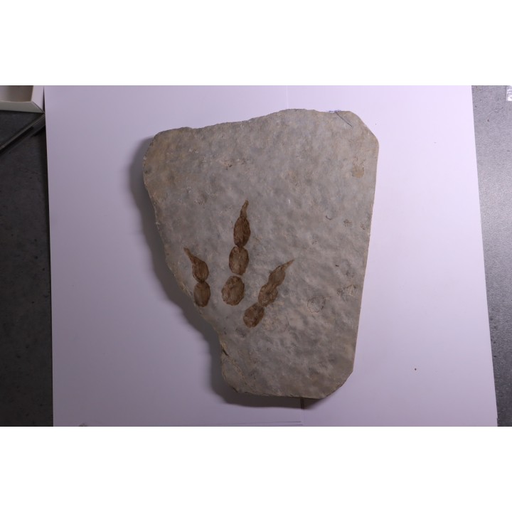 dinosaur foot print : Grallator variabilis