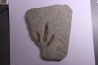 empreinte de dinosaure Grallator variabilis